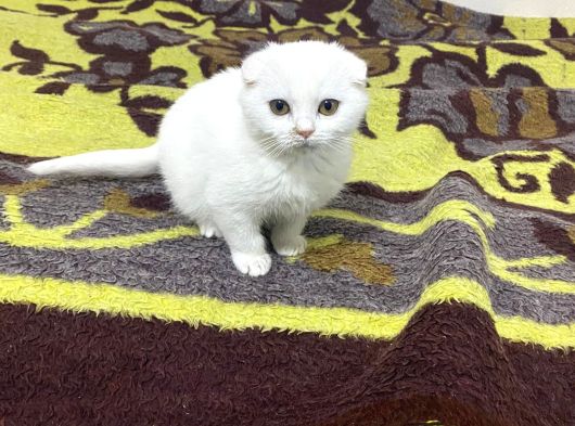 Tatlimi Tatli Top Kafa Scoti̇shler görsel