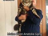 Şecereli Maine Coon Yavrular Alanya