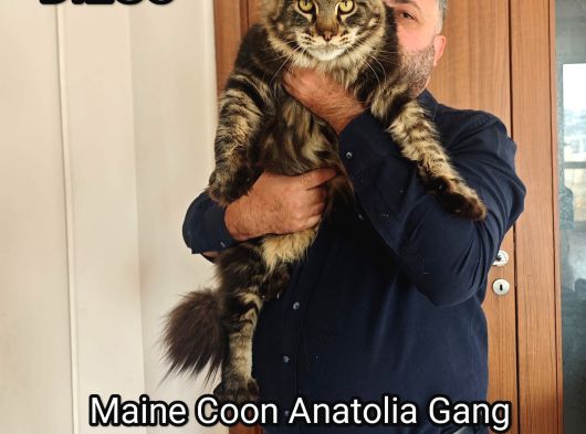 Şecereli Maine Coon Yavrular Alanya görsel