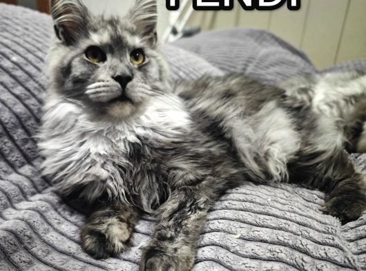Şecereli Maine Coon Yavrular Alanya