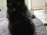 Şecereli Maine Coon Yavrular Alanya