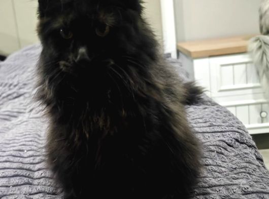 Şecereli Maine Coon Yavrular Alanya görsel