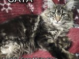 Şecereli Maine Coon Yavrular Alanya