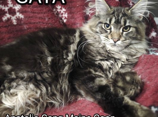 Şecereli Maine Coon Yavrular Alanya görsel