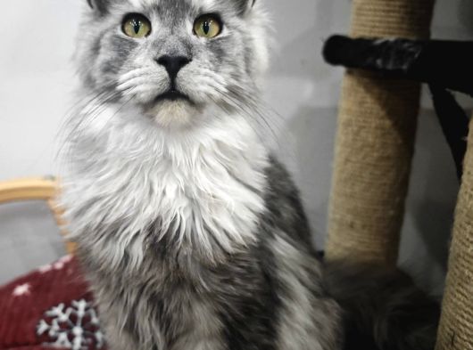 Şecereli Maine Coon Yavrular Alanya görsel
