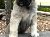 Safkan Kangal Yavrular