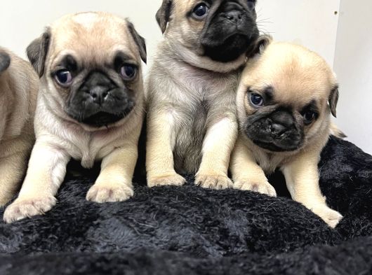 0 Burun Pug Moobs Bebekler görsel