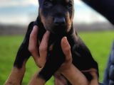 Safkan Irk Garantili King Doberman Yavrularımız