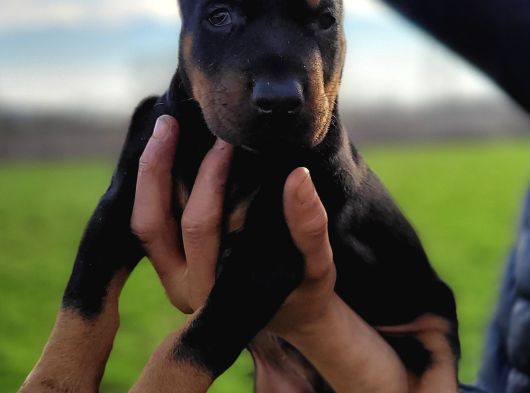 Safkan Irk Garantili King Doberman Yavrularımız görsel