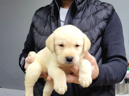 Safkan Irk Garantili Labrador Retriever Yavrularımız görsel