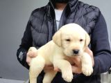 Safkan ırk garantili labrador retriever yavrularımız