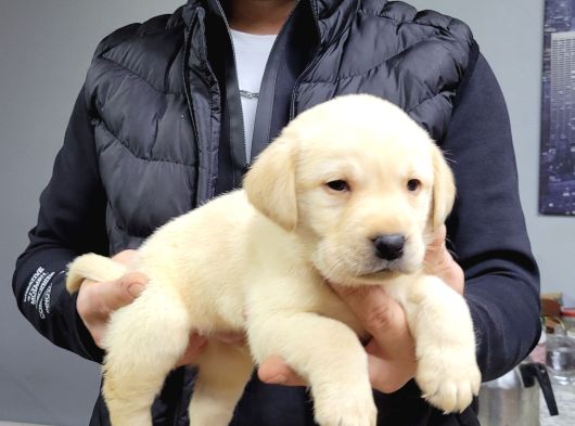 Safkan Irk Garantili Labrador Retriever Yavrularımız görsel