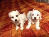 Kar beyazı Maltese terrier bebeklerimiz