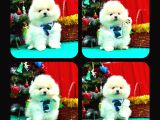 Irk Ve Sağlık Garantili Pomeranian Boo Bebekler Teslime Hazı