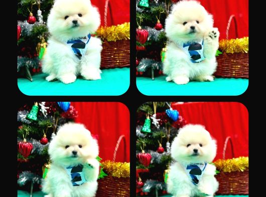 Irk Ve Sağlık Garantili Pomeranian Boo Bebekler Teslime Hazı görsel