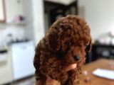 Dişi En Koyusundan Poodle Yavrumuz Teacup