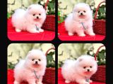 Irk Ve Sağlık Garantili Pomeranian Boo Bebekler Teslime Hazı