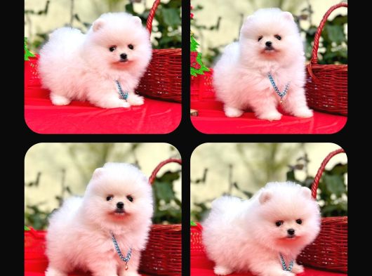 Irk Ve Sağlık Garantili Pomeranian Boo Bebekler Teslime Hazı görsel
