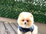 Irk Ve Sağlık Garantili Pomeranian Boo Bebekler Teslime Hazı