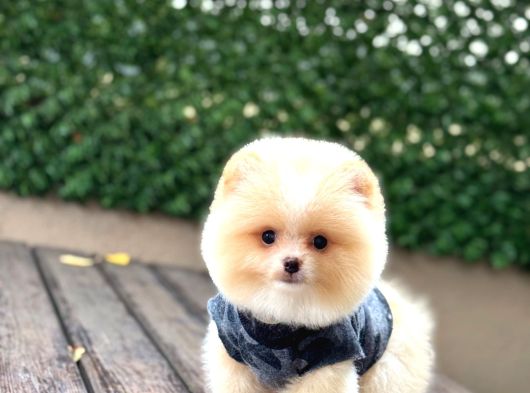 Irk Ve Sağlık Garantili Pomeranian Boo Bebekler Teslime Hazı görsel