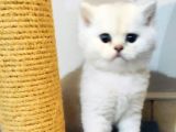 Safkan A kalite silver bebekler  ücretli verilecek