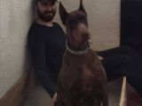 Safkan Irk Garantili King Doberman Yavrularımız