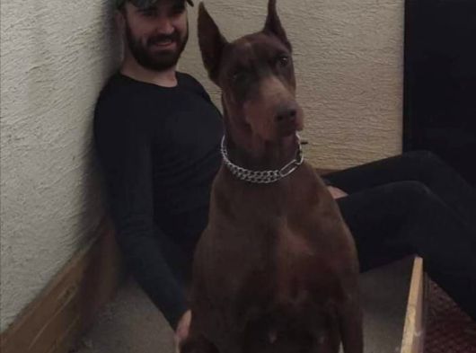 Safkan Irk Garantili King Doberman Yavrularımız görsel