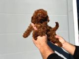 Safkan Irk Garantili Poodle Yavrularımız