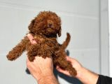 Safkan Irk Garantili Poodle Yavrularımız