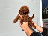 Safkan Irk Garantili Poodle Yavrularımız