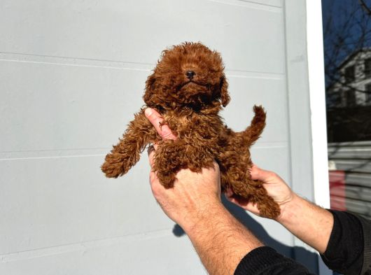Safkan Irk Garantili Poodle Yavrularımız görsel