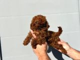 Safkan Irk Garantili Poodle Yavrularımız