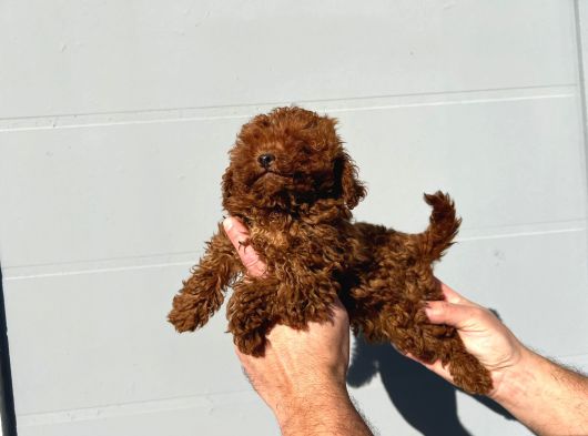 Safkan Irk Garantili Poodle Yavrularımız görsel