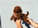 Safkan Irk Garantili Poodle Yavrularımız