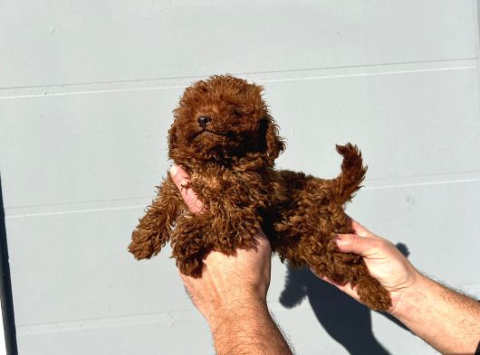 Safkan Irk Garantili Poodle Yavrularımız görsel