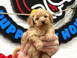 Safkan Irk Garantili Maltipoo Yavrularımız