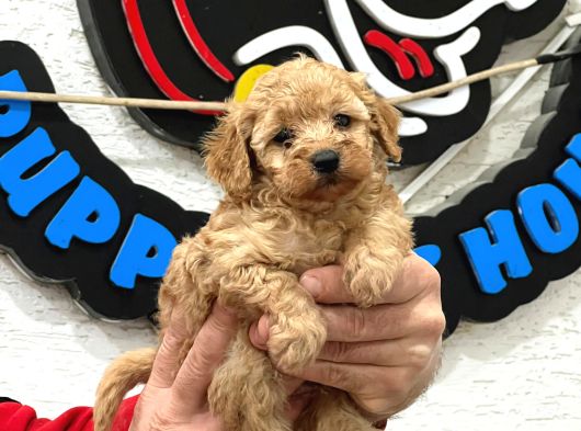 Safkan Irk Garantili Maltipoo Yavrularımız görsel
