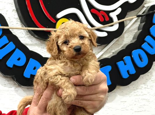 Safkan Irk Garantili Maltipoo Yavrularımız