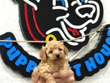 Safkan Irk Garantili Maltipoo Yavrularımız