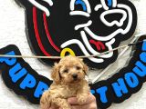 Safkan Irk Garantili Maltipoo Yavrularımız