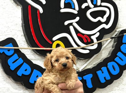 Safkan Irk Garantili Maltipoo Yavrularımız görsel