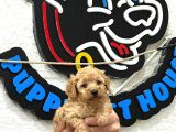 Safkan Irk Garantili Maltipoo Yavrularımız