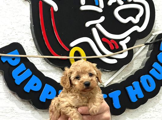 Safkan Irk Garantili Maltipoo Yavrularımız görsel