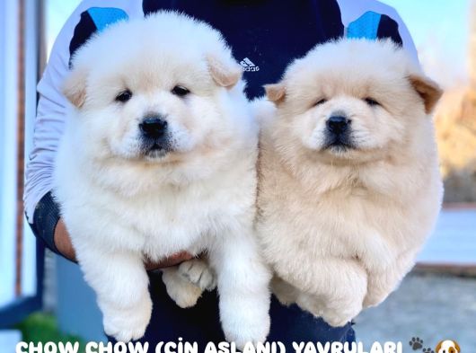 Safkan ırk garantili chow chow yavrularımız