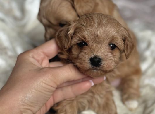 Yilbaşi Malti̇poo Yavrulari