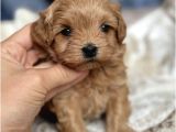 Yilbaşi Malti̇poo Yavrulari