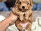Yilbaşi Malti̇poo Yavrulari