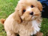 Ruhsatli̇ Çi̇fli̇kten Özel Malti̇poo Yavrulari̇