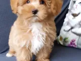 Ruhsatli̇ Çi̇fli̇kten Özel Malti̇poo Yavrulari̇