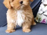 Ruhsatli̇ Çi̇fli̇kten Özel Malti̇poo Yavrulari̇
